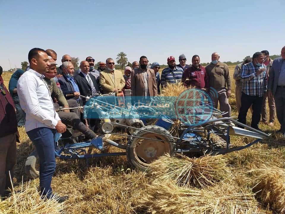وكيل زراعة الوادي الجديد يشهد بدء حصاد القمح بواحة الخارجة (1)