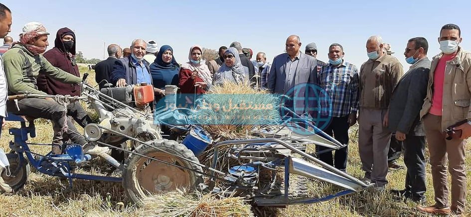وكيل زراعة الوادي الجديد يشهد بدء حصاد القمح بواحة الخارجة (2)