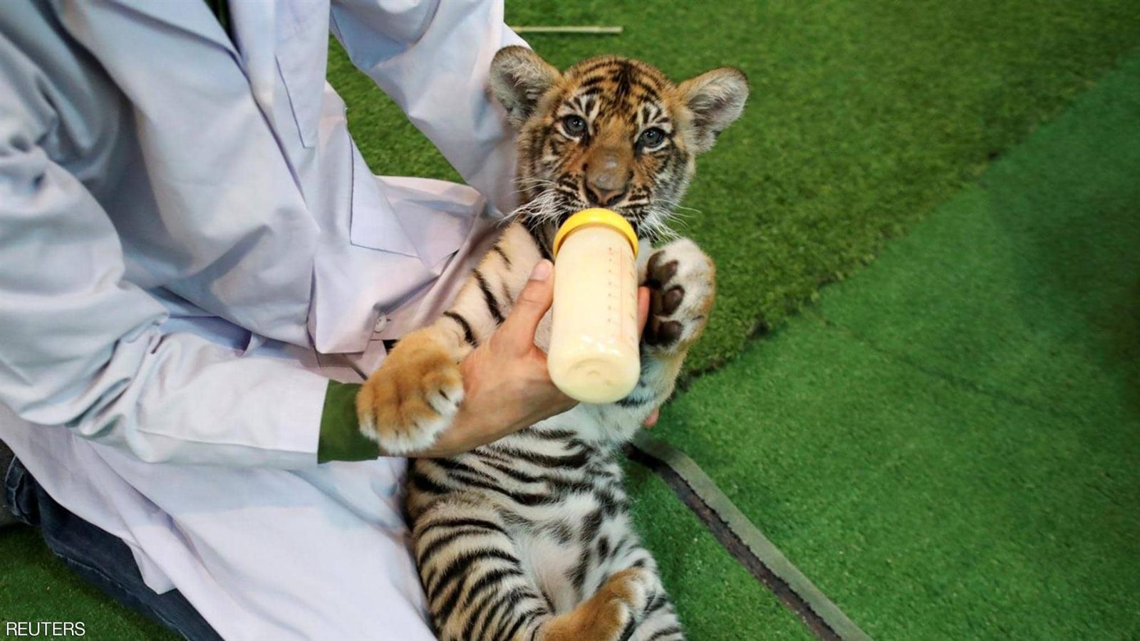 أنشطة ترفيهية للنمور