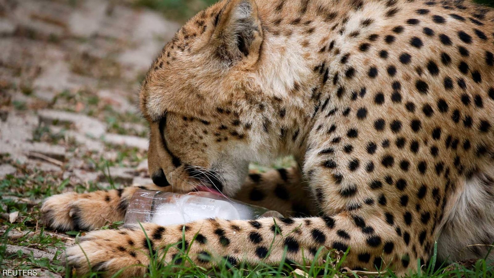 النمور تنام أغلب الوقت خلال الصيف