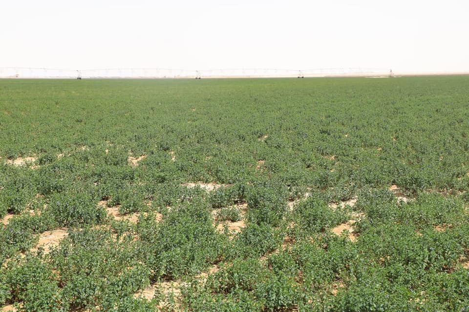 الزملوط يتفقد مشروع إستثمار زراعي لإنتاج النباتات الطبية بسهل بركة بالفرافرة (1)