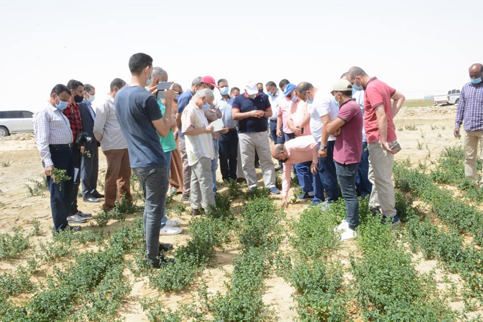 الزملوط يتفقد مشروع إستثمار زراعي لإنتاج النباتات الطبية بسهل بركة بالفرافرة (3)