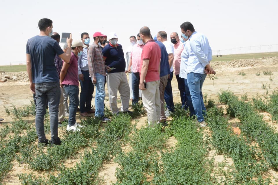 الزملوط يتفقد مشروع إستثمار زراعي لإنتاج النباتات الطبية بسهل بركة بالفرافرة (5)