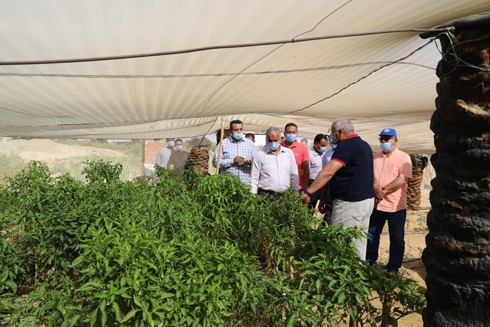 محافظ الوادي الجديد يستجيب لمطلب شاب بتجديد التعاقد لمشروع صوب زراعية بقرية القصر بالداخلة (4)