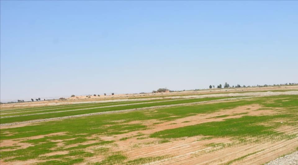 الوادي الجديد تنفذ زراعات الأرز الجاف بأبو هريرة بالفرافرة (1)