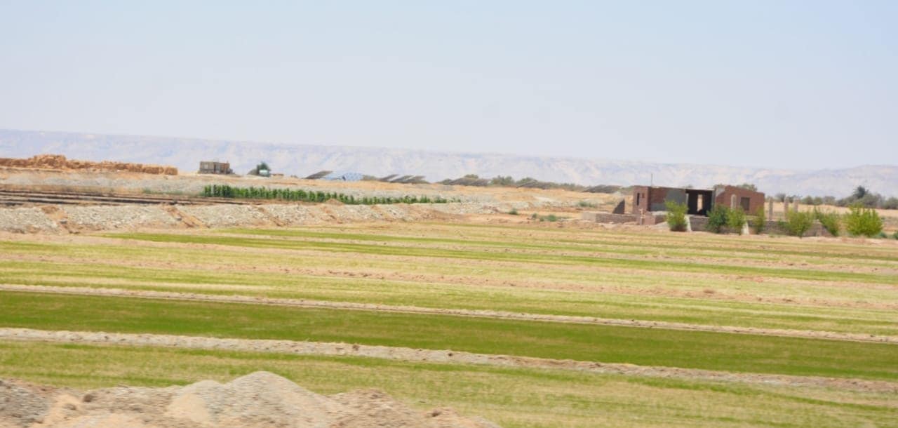 الوادي الجديد تنفذ زراعات الأرز الجاف بأبو هريرة بالفرافرة (2)