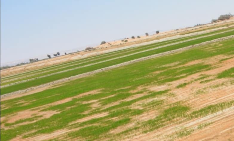 الوادي الجديد تنفذ زراعات الأرز الجاف بأبو هريرة بالفرافرة (3)