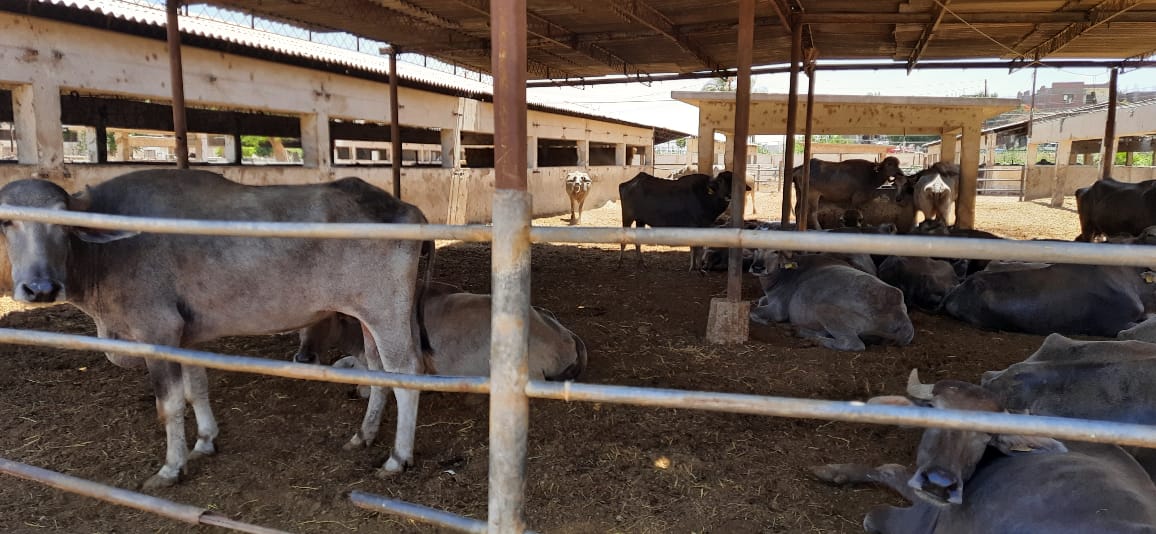 محافظ أسيوط يوجه بمتابعة مشروعات حياة كريمة والنائب يقوم بجولة تفقدية بمركز ومدينة الفتح (2)