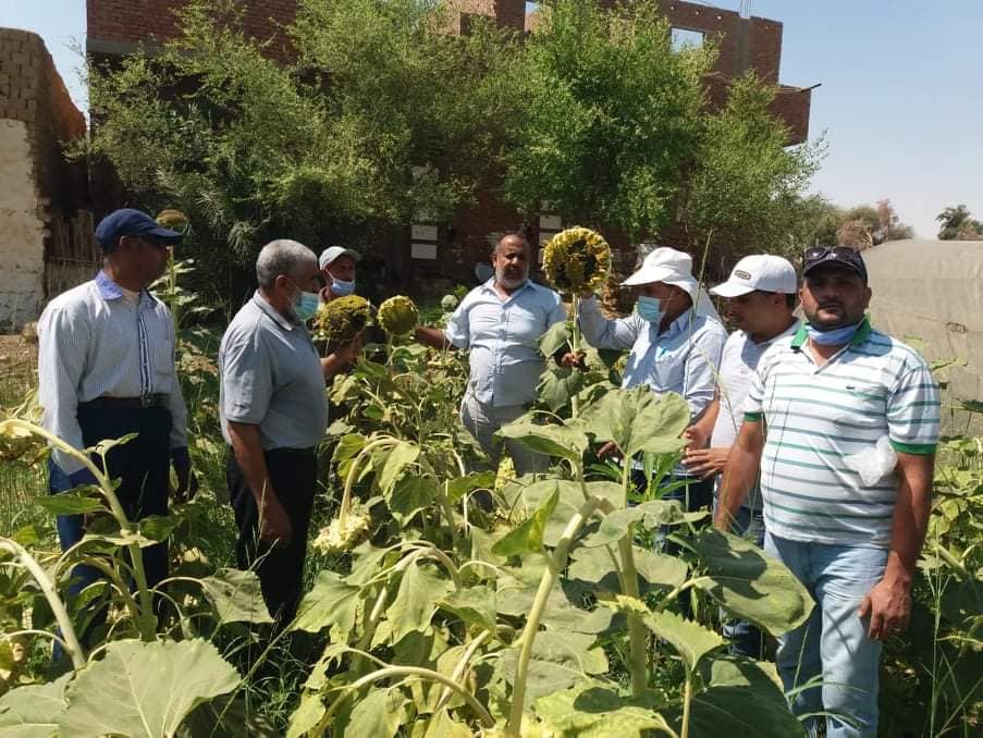 الوادي الجديد تنفذ مشروع العيادة الزراعية (1)
