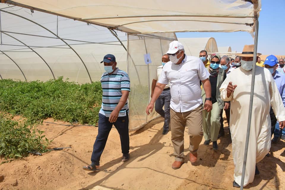 الوادي الجديد تنفذ 14 صوبة زراعية لسد النقص في الخضر بواحة الداخلة (3)