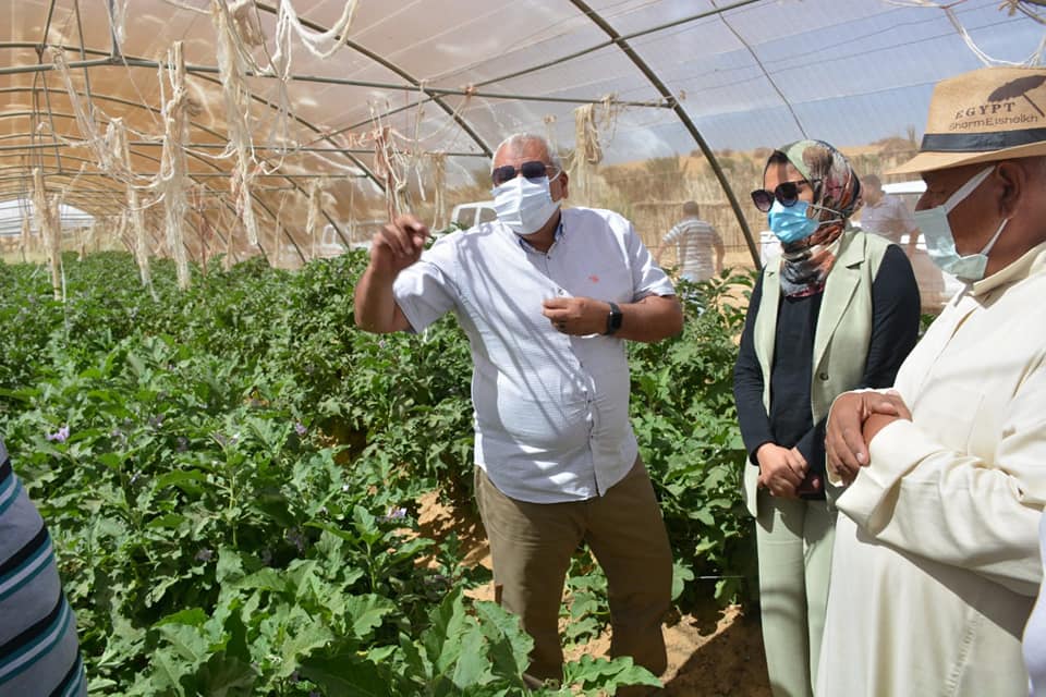 الوادي الجديد تنفذ 14 صوبة زراعية لسد النقص في الخضر بواحة الداخلة (5)