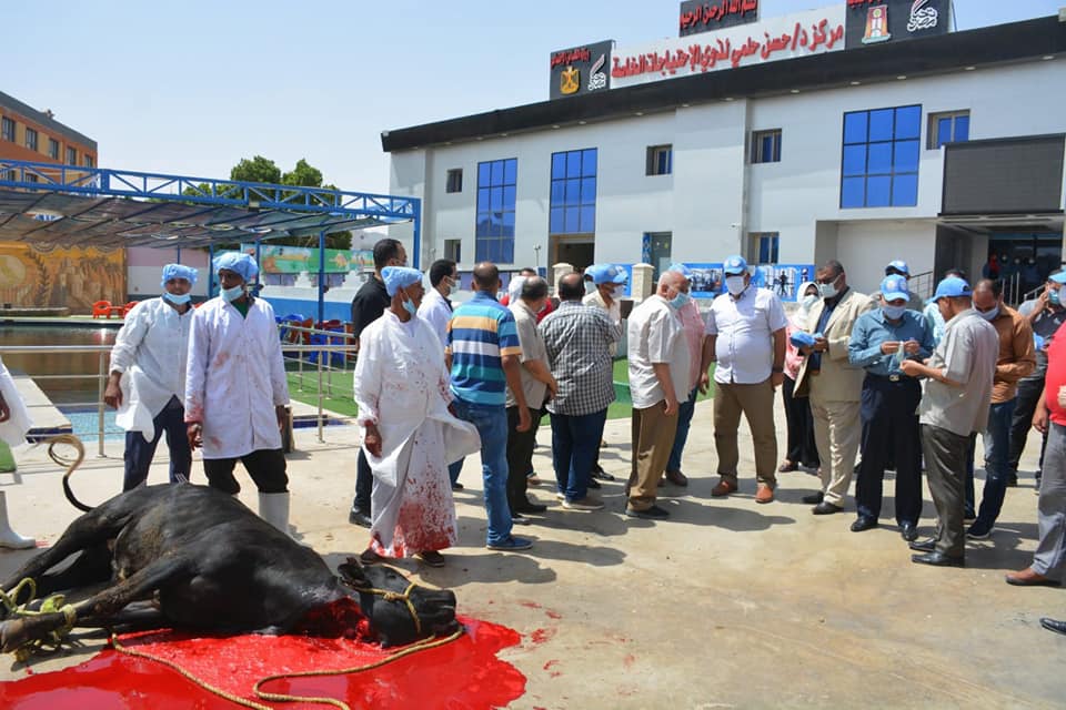 ذبح العجول احتفالا باستكمال مركز حسن حلمي (1)