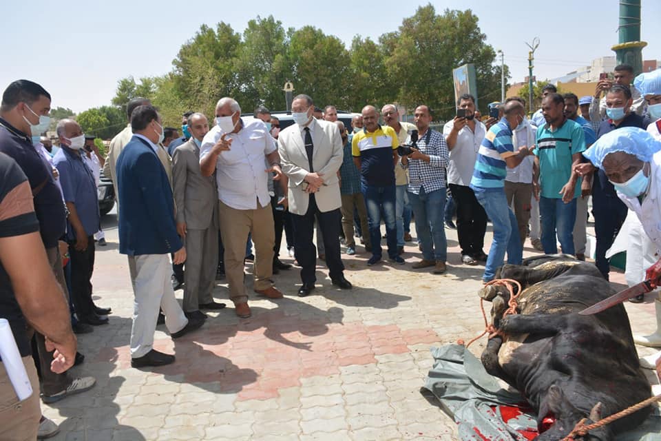 ذبح عجل احتفالا ببدء الدراسة بطب بشري الوادي الجديد (1)