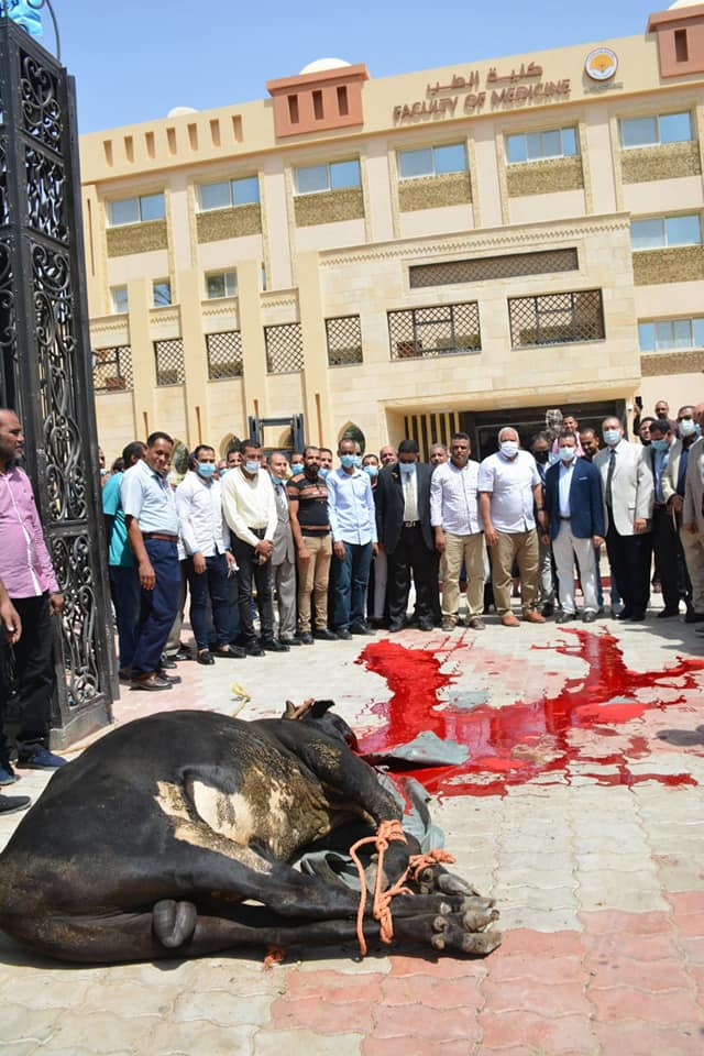 ذبح عجل احتفالا ببدء الدراسة بطب بشري الوادي الجديد (2)