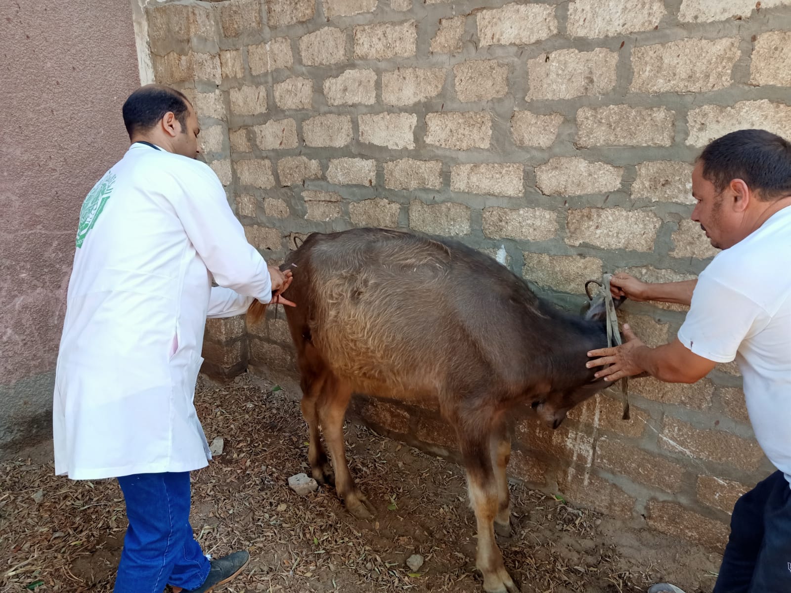 قافلة بيطرية بدير الجنادلة (8)