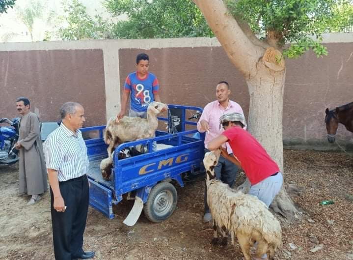 قافلة بيطرية بدير الجنادلة (4)