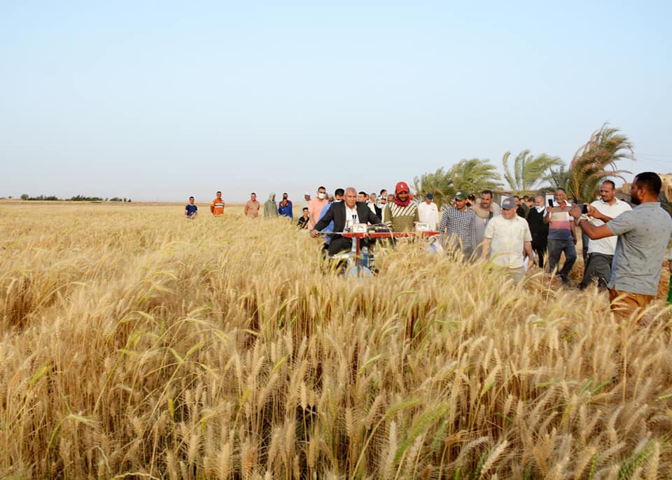 محافظ الوادي الجديد يقود حصادة القمح بواحة باريس (1)