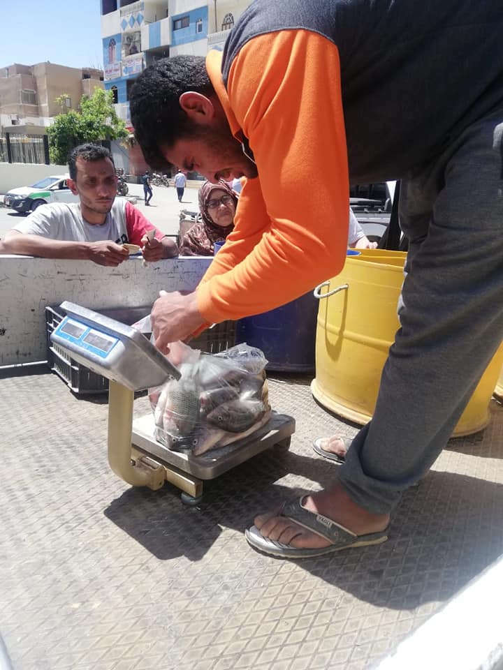 سمك بلطي مزارع بـ35 جنيه (1)