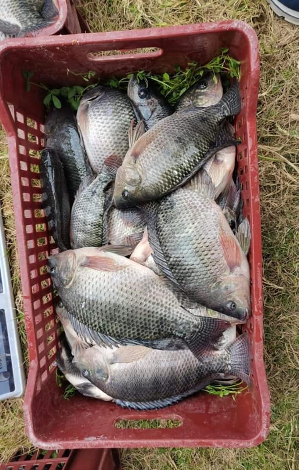 سمك بلطي مزارع بـ35 جنيه (2)