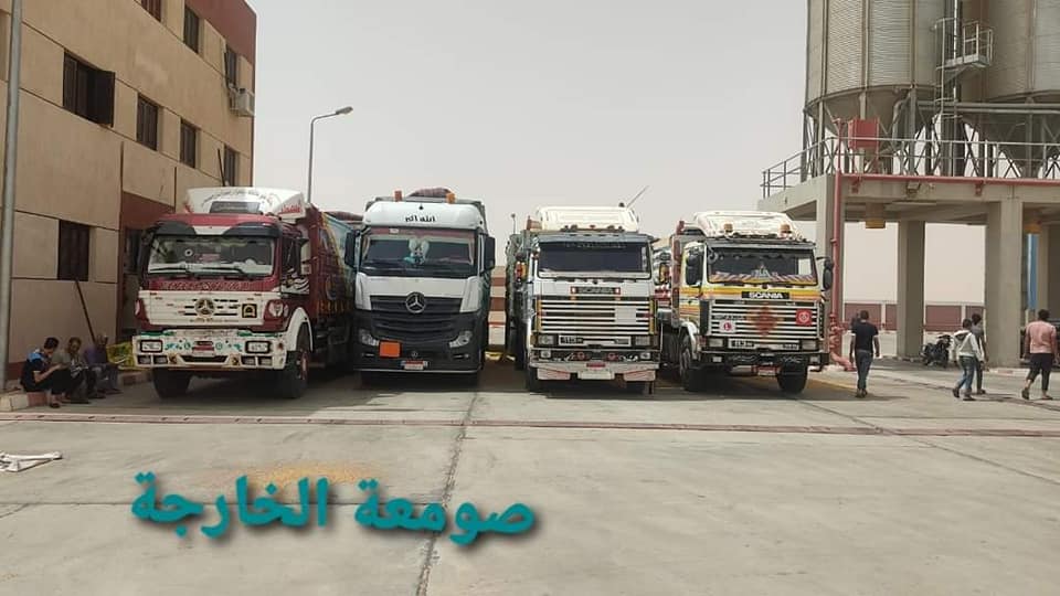 نوريد القمح للصمواع بالوادي الجديد (1)