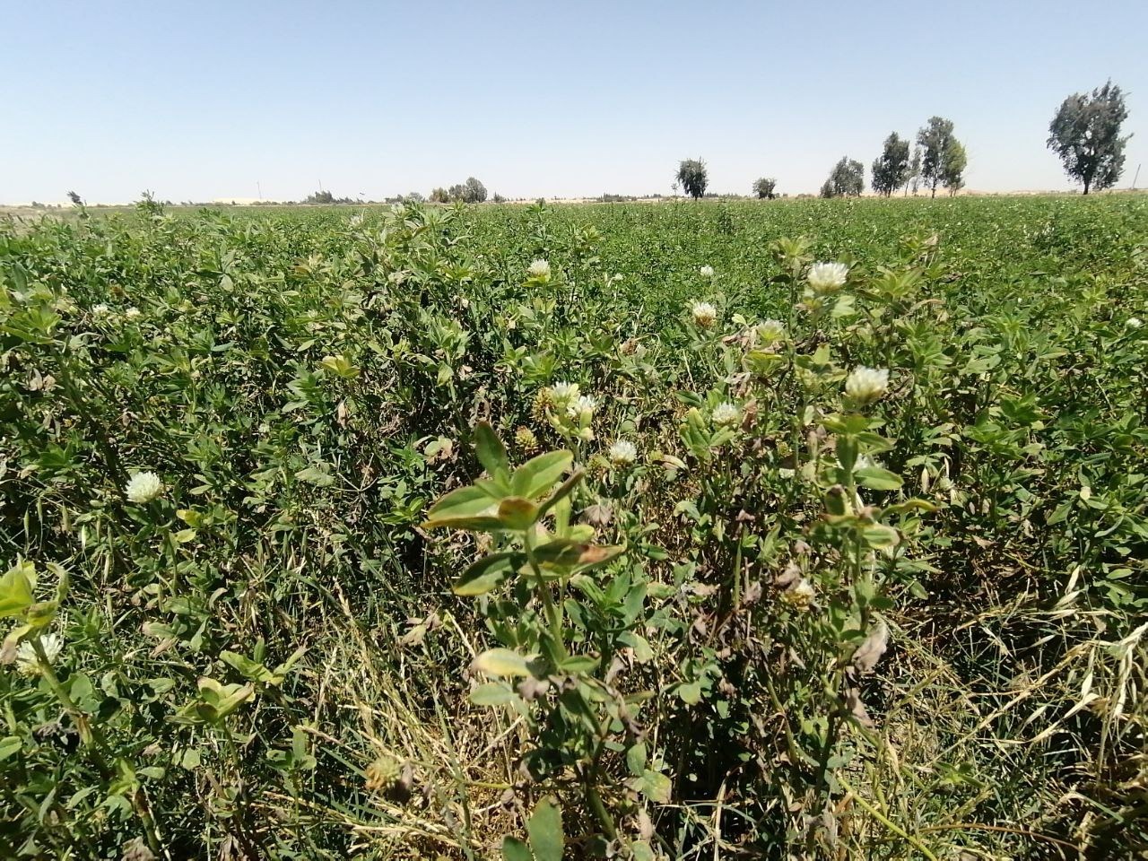 IMG-20220510-WA0055