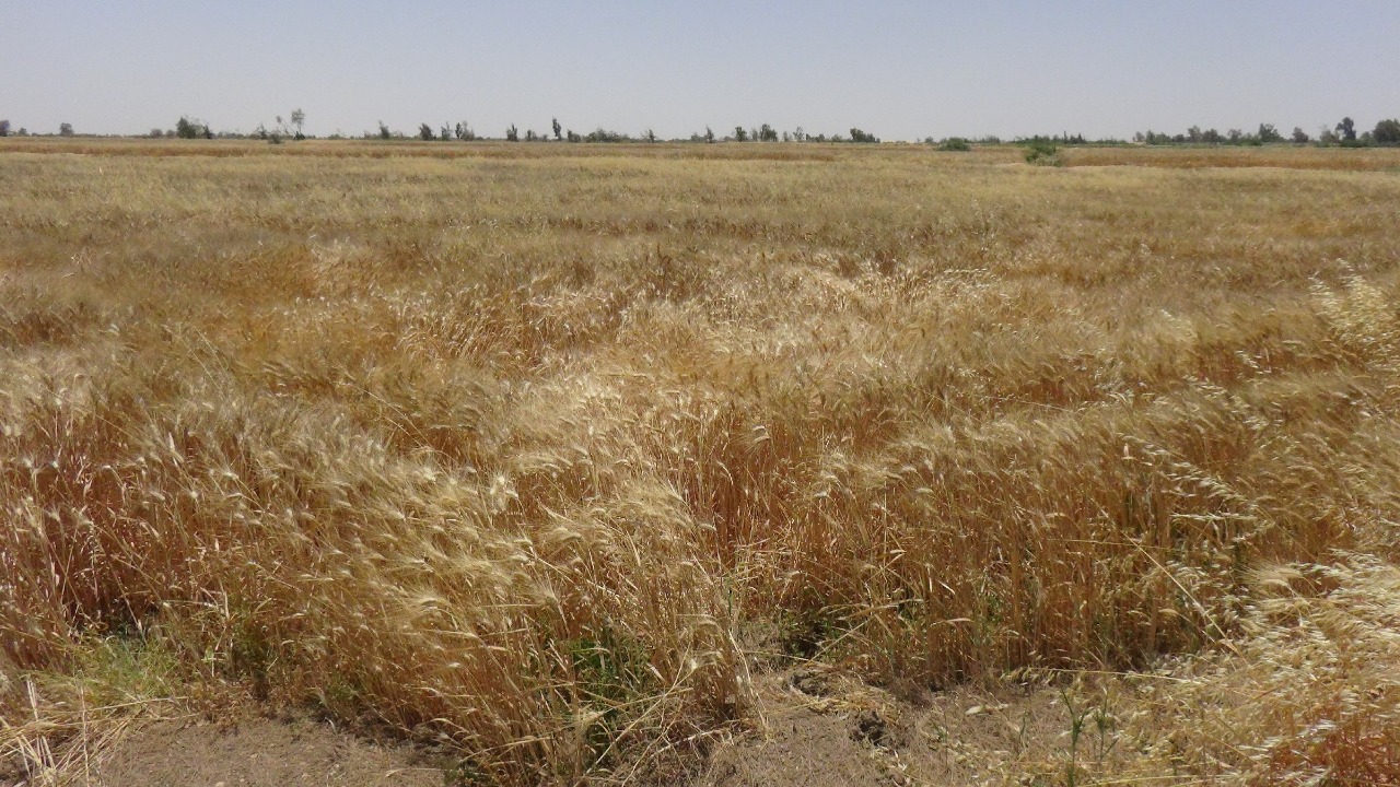IMG-20220510-WA0057