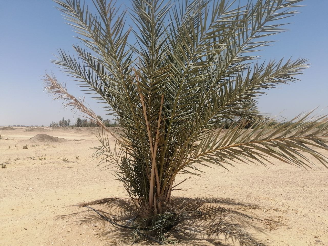 IMG-20220510-WA0050