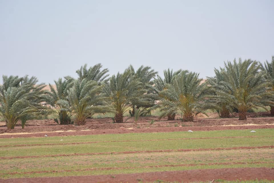 الزملوط وفاروق يتفقدان مشروع إستثمار زراعي وإنتاج حيواني بمركز بلاط (2)