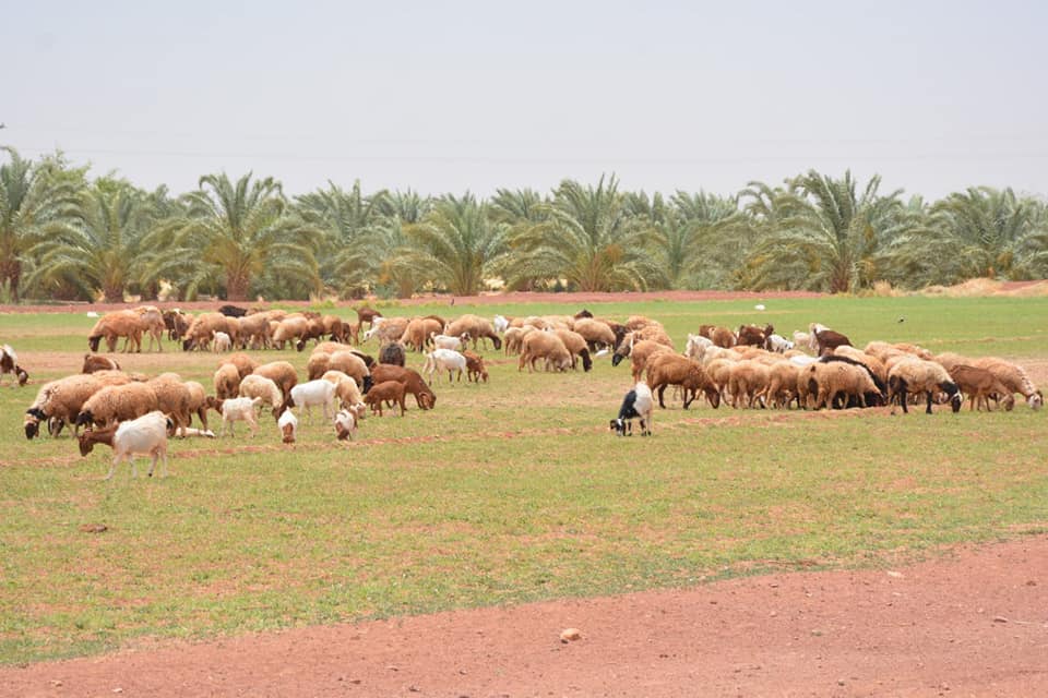 الزملوط وفاروق يتفقدان مشروع إستثمار زراعي وإنتاج حيواني بمركز بلاط (7)