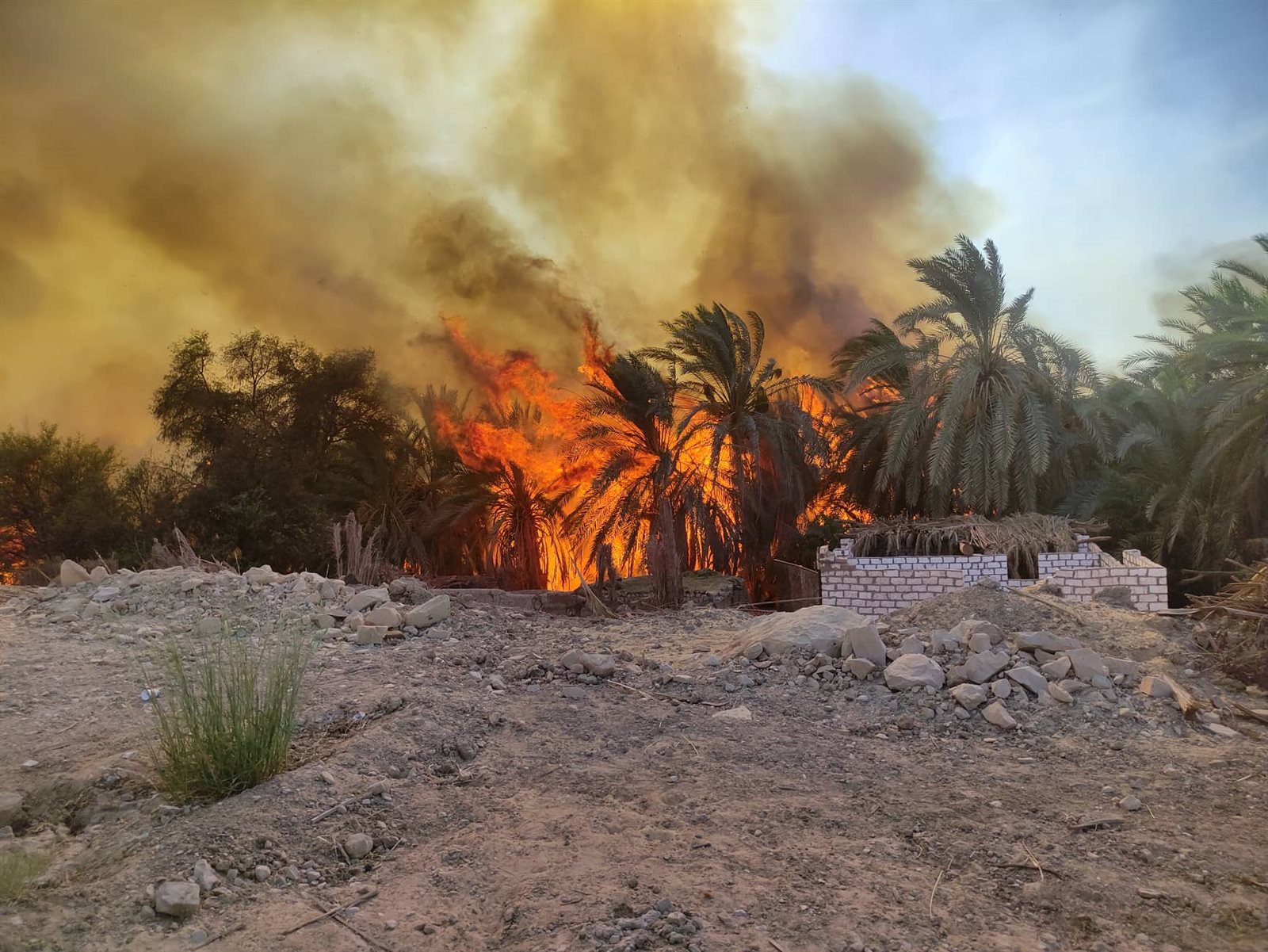 جانب من الحريق بقرية الراشدة (1)