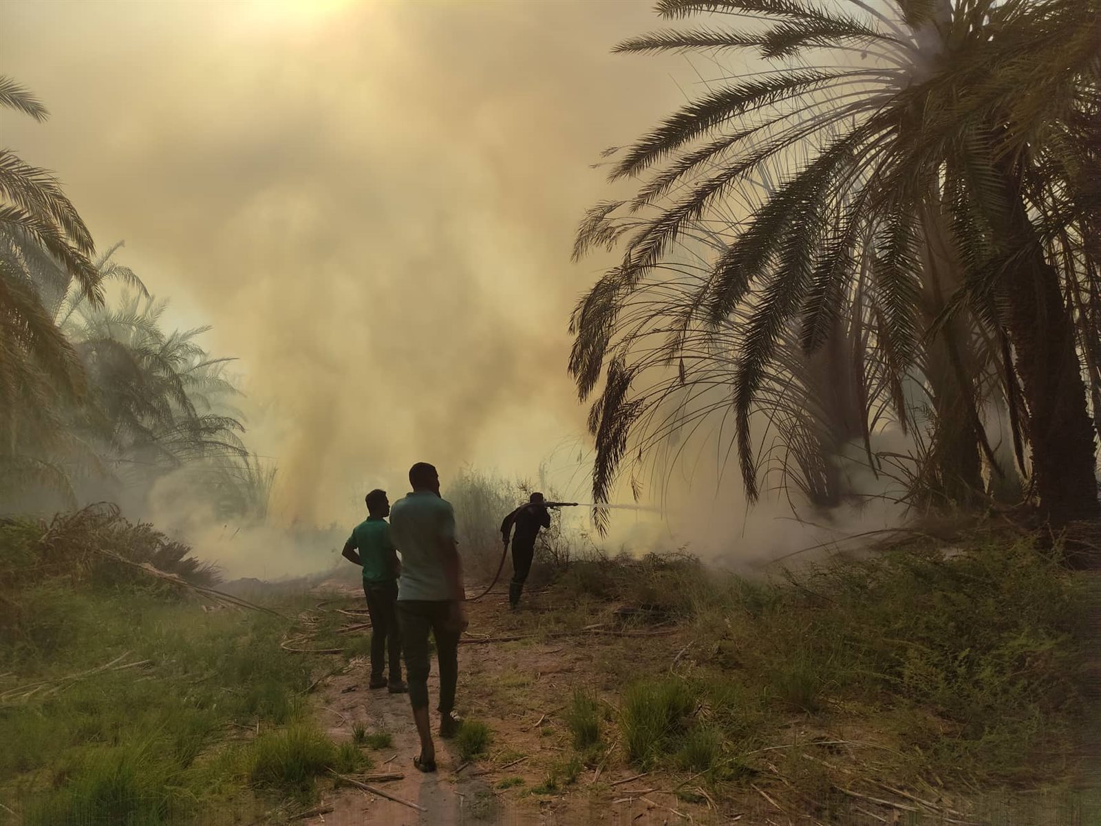 جانب من الحريق بقرية الراشدة (4)