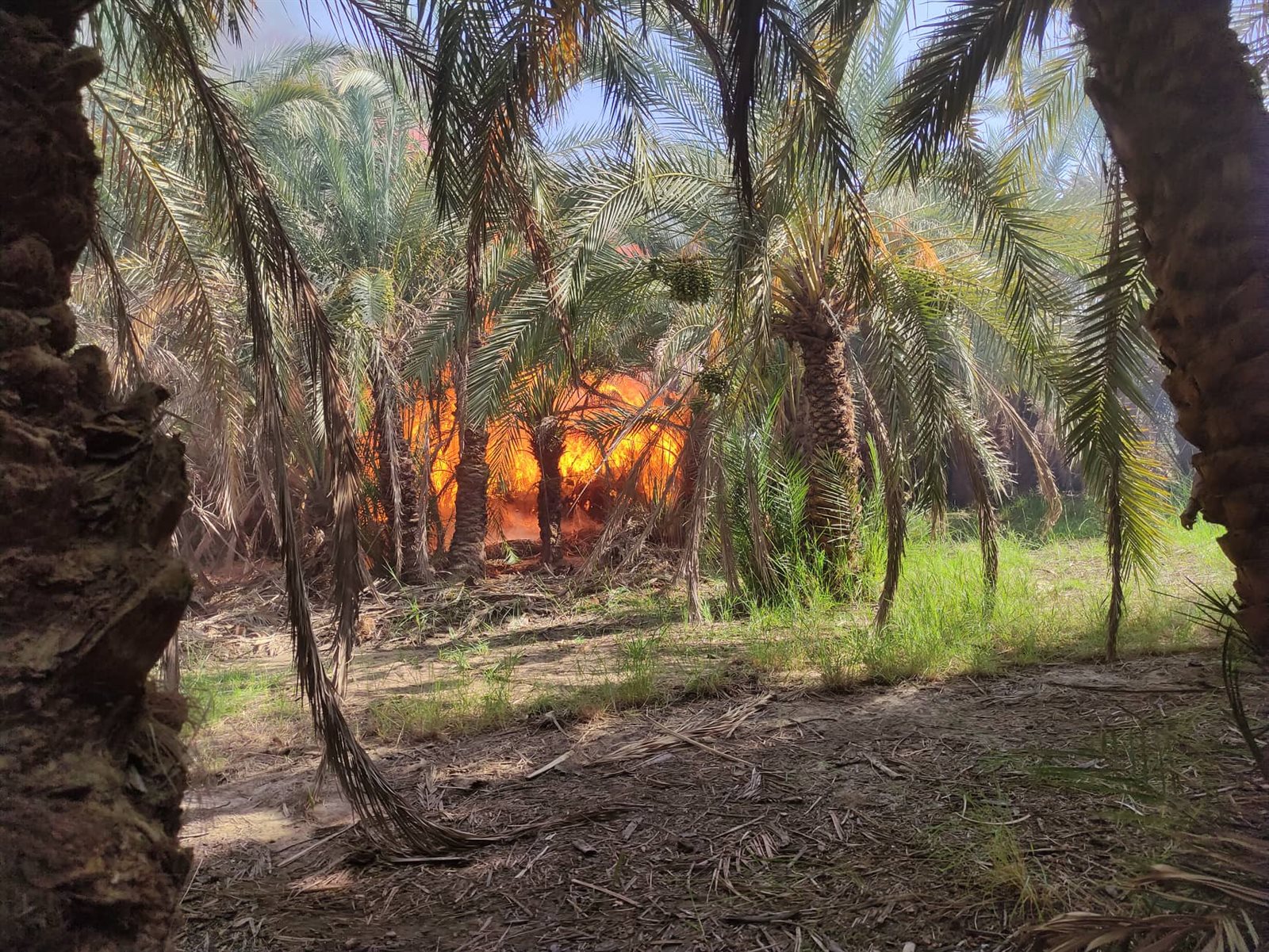 جانب من الحريق بقرية الراشدة (5)