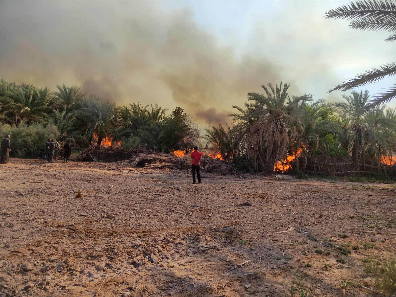 جانب من الحريق بقرية الراشدة (7)