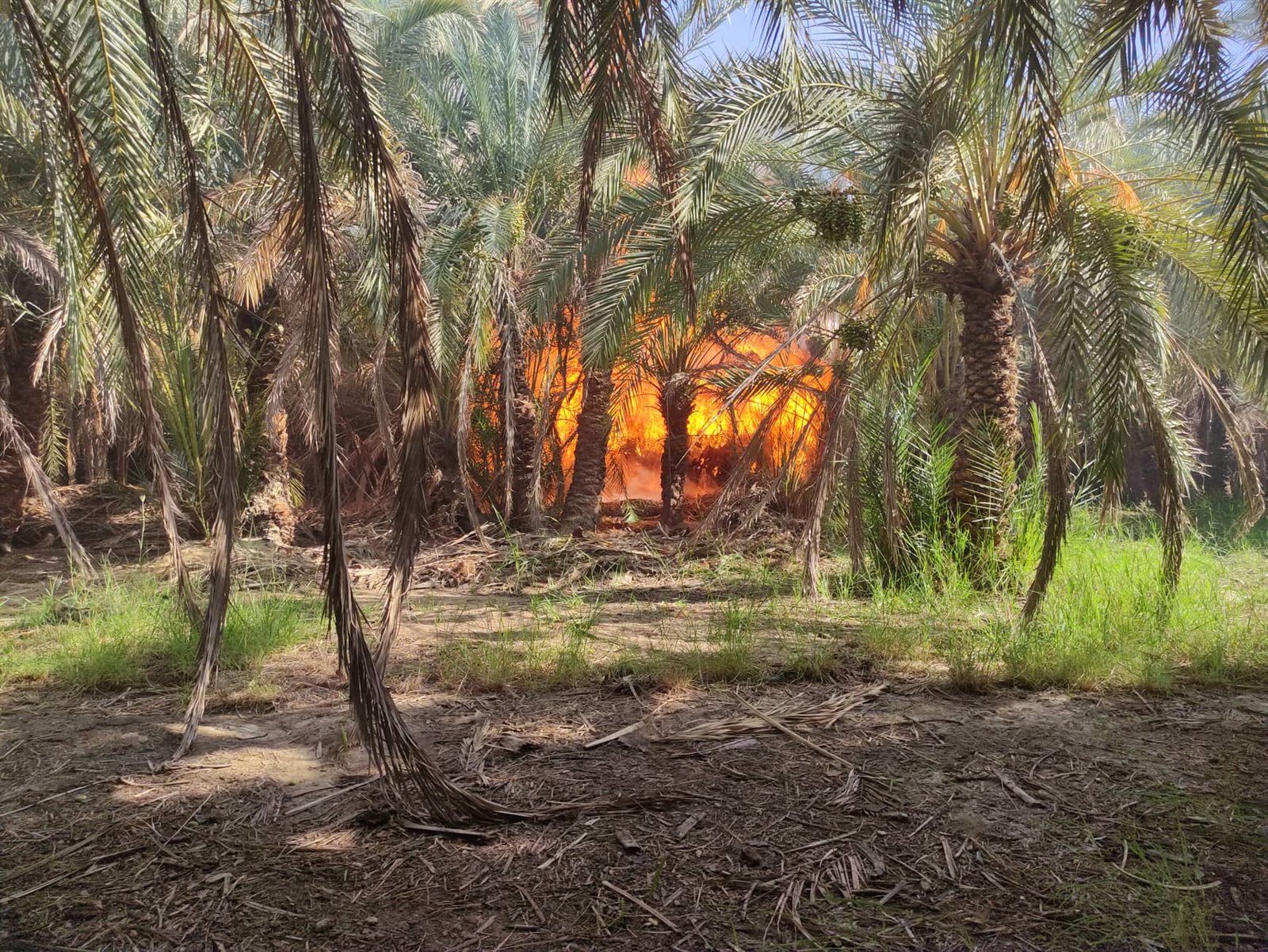 جانب من الحريق بقرية الراشدة (9)