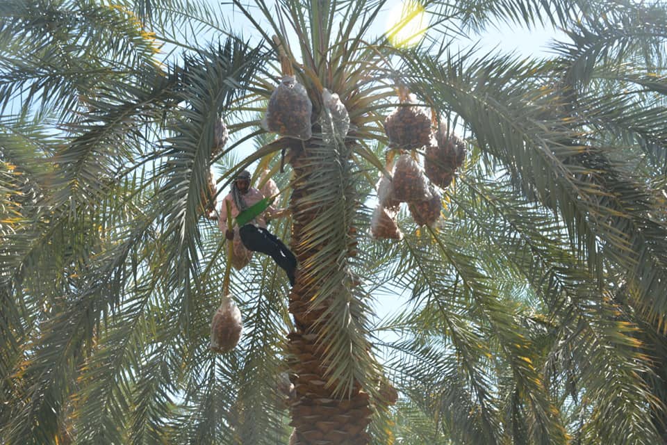 محافظ الوادي الجديد يفتتح موسم حصاد التمور ويُطلق المبادرة المجتمعية اتقوا النار ولو بشقّ تمرة (2)