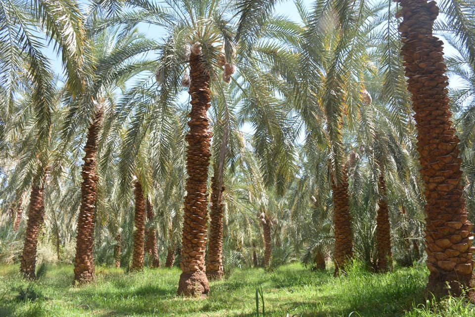 محافظ الوادي الجديد يفتتح موسم حصاد التمور ويُطلق المبادرة المجتمعية اتقوا النار ولو بشقّ تمرة (3)
