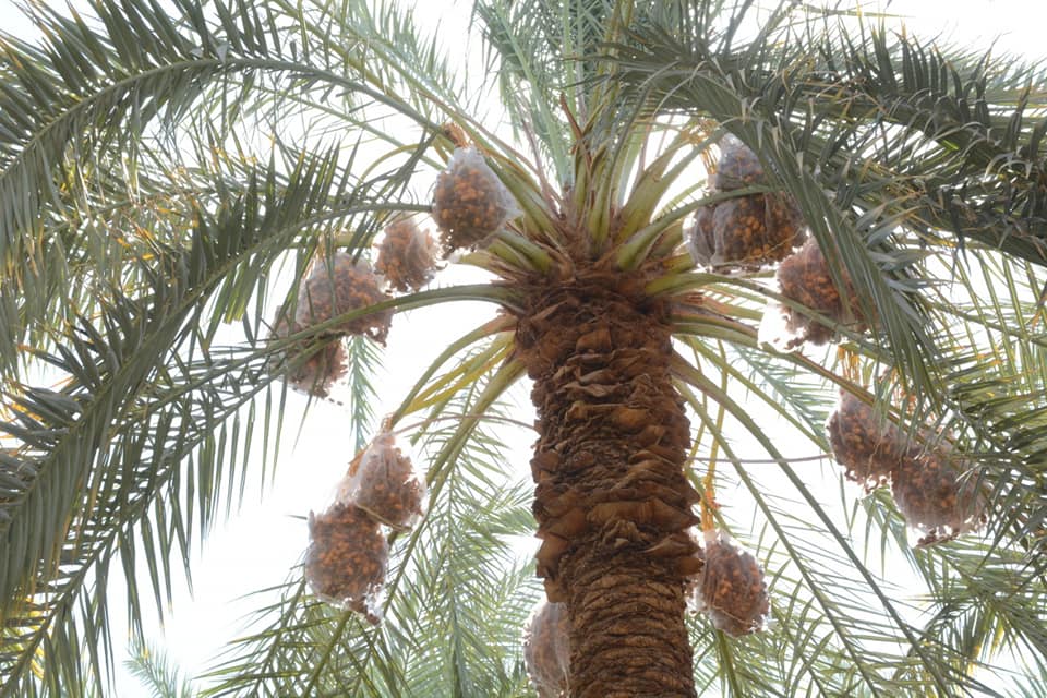 محافظ الوادي الجديد يفتتح موسم حصاد التمور ويُطلق المبادرة المجتمعية اتقوا النار ولو بشقّ تمرة (10)