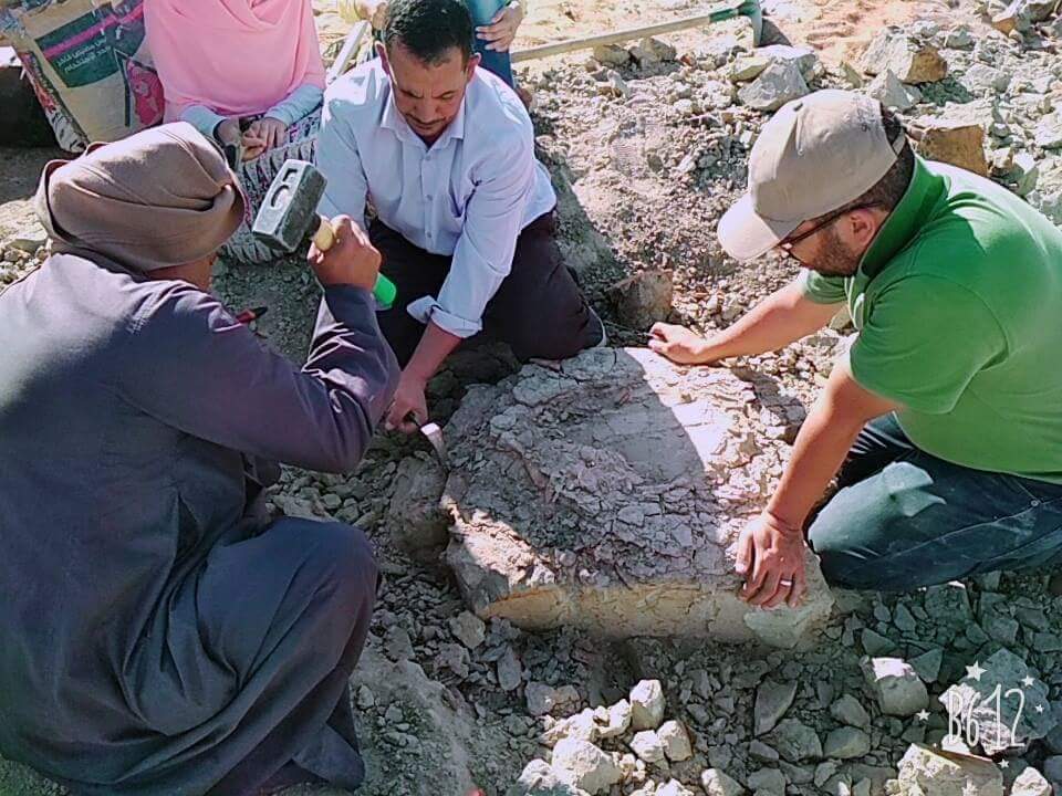 اكتشاف سلحفاة نهرية عمرها 70 مليون سنة في الوادي الجديد (5)