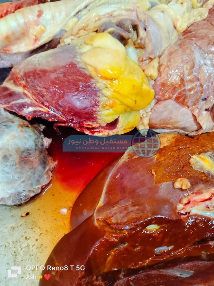 إعدام عجل كامل وزن 200 كيلو لحم في باريس الوادي الجديد (1)