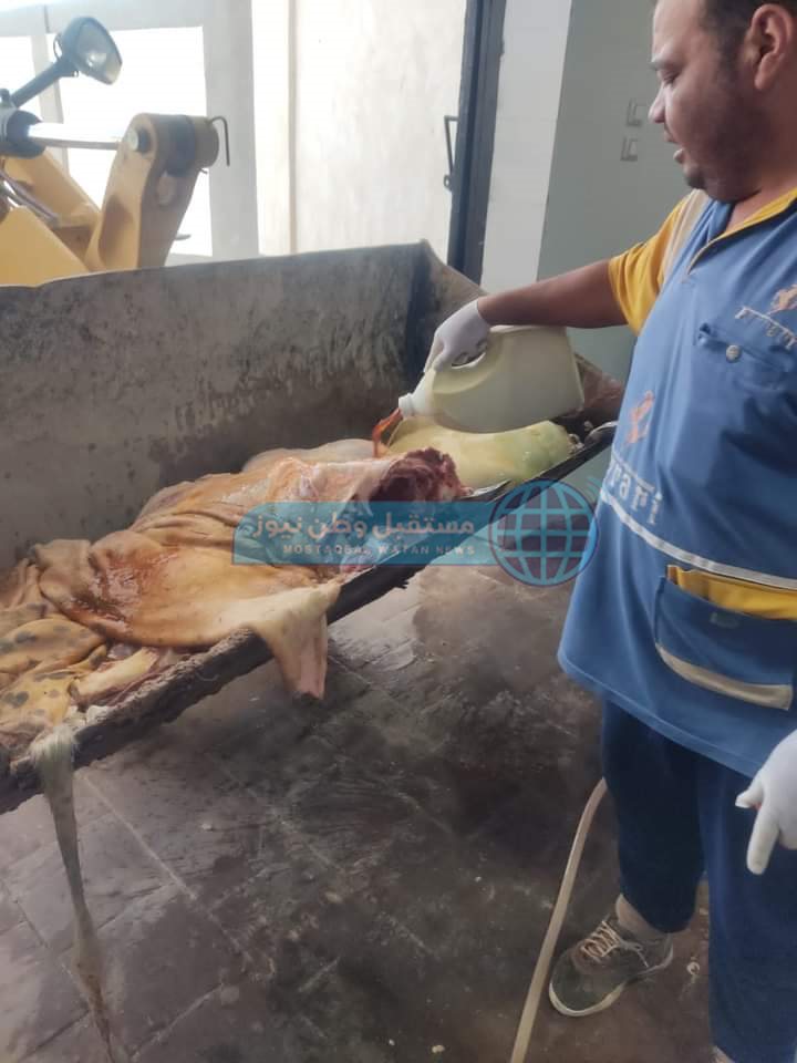 إعدام عجل كامل وزن 200 كيلو لحم في باريس الوادي الجديد (2)