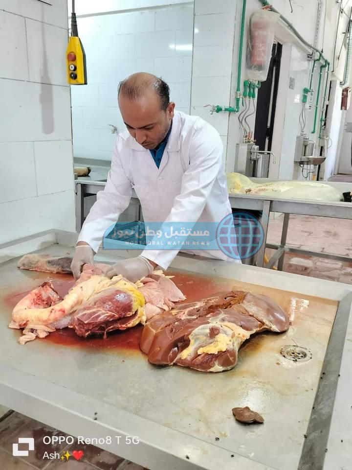 إعدام عجل كامل وزن 200 كيلو لحم في باريس الوادي الجديد (3)