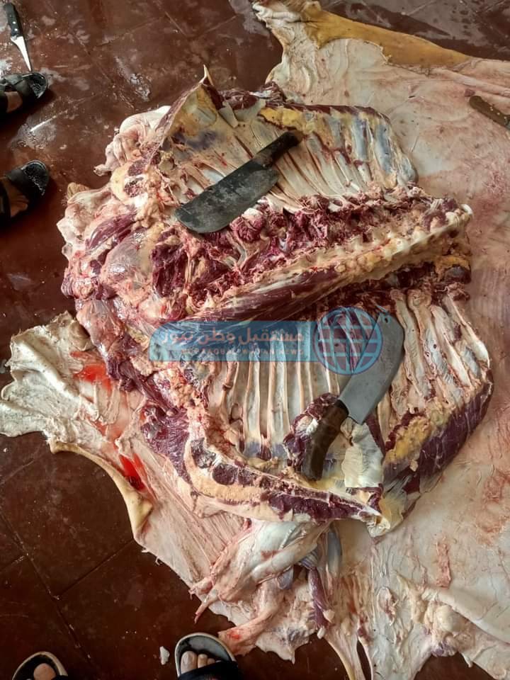 إعدام عجل كامل وزن 200 كيلو لحم في باريس الوادي الجديد (4)