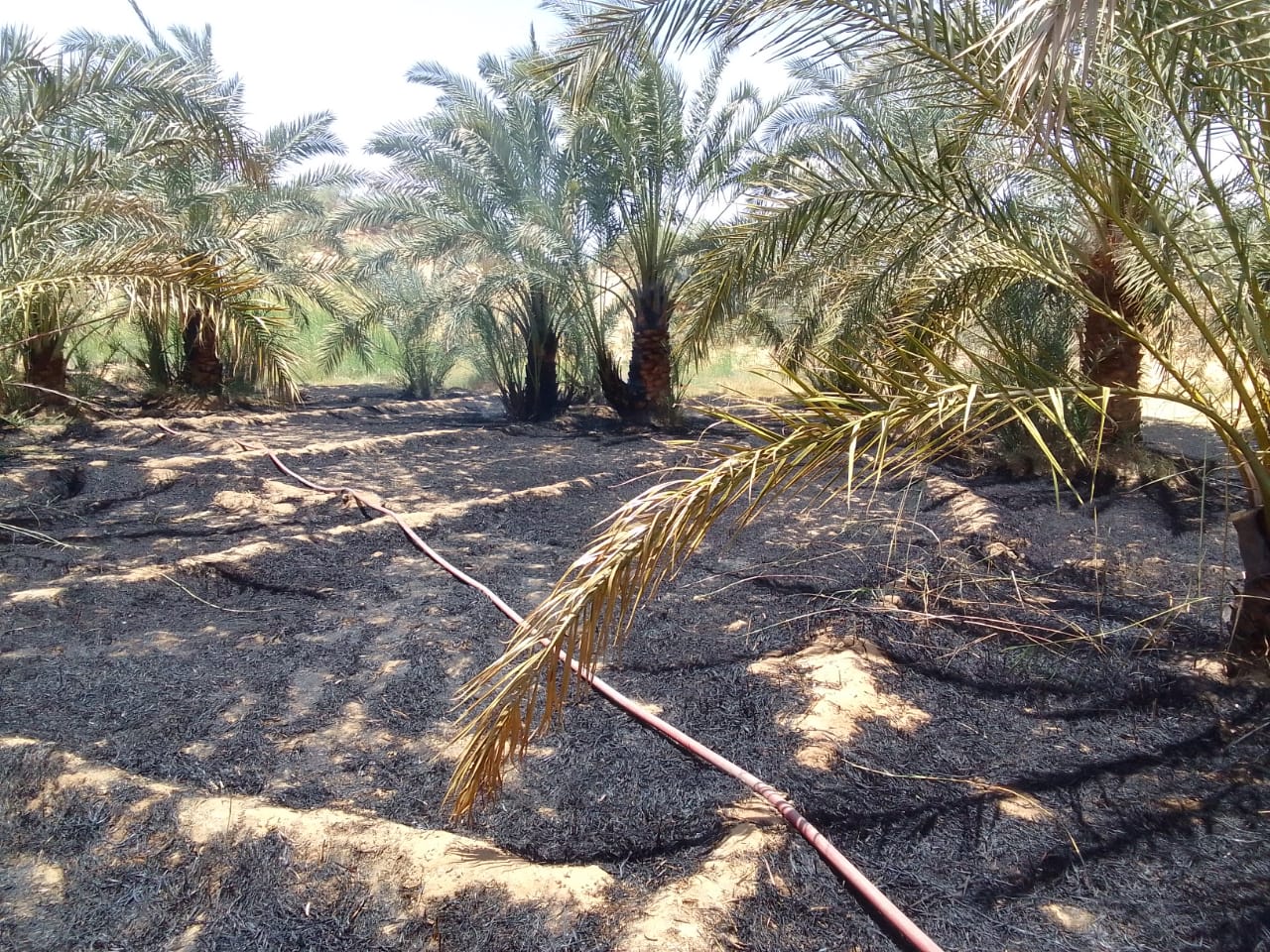 حريق في مزرعة نخيل بمنطقة عين الحمرا بقرية بولاق (5)
