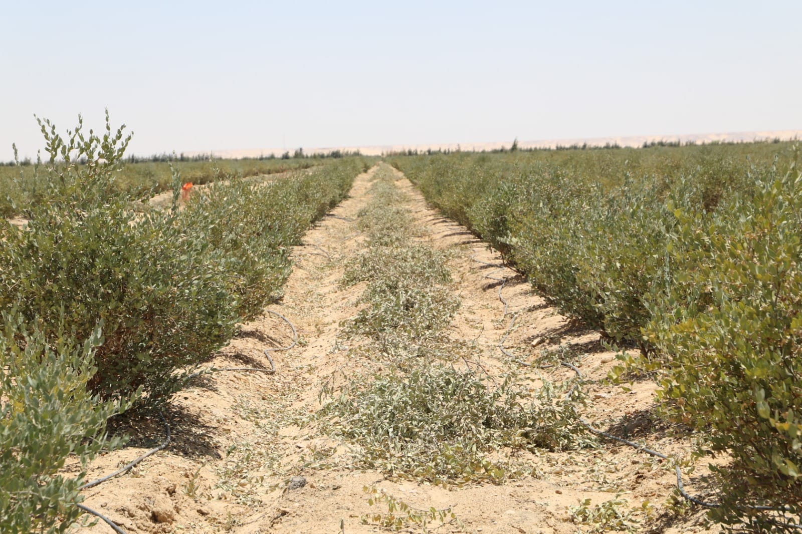 حصاد الذهب الأخضر (الجوجوبا) في الوادي الجديد (2)
