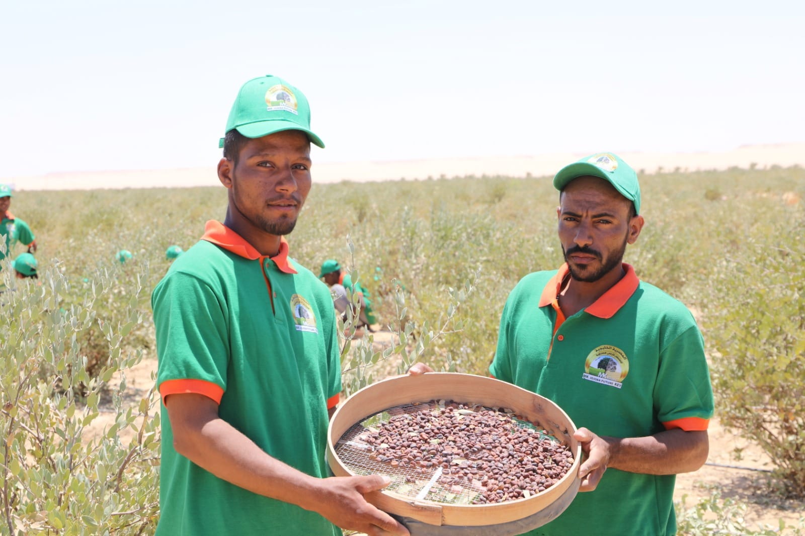 حصاد الذهب الأخضر (الجوجوبا) في الوادي الجديد (6)