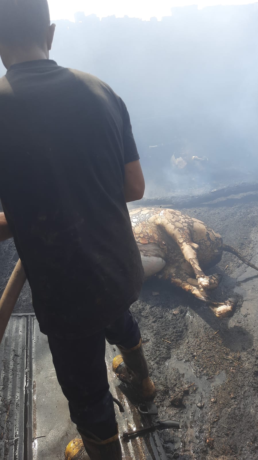 انفجار محول كهرباء..إصابة شخصين ونفوق ماشية في حريق (7)