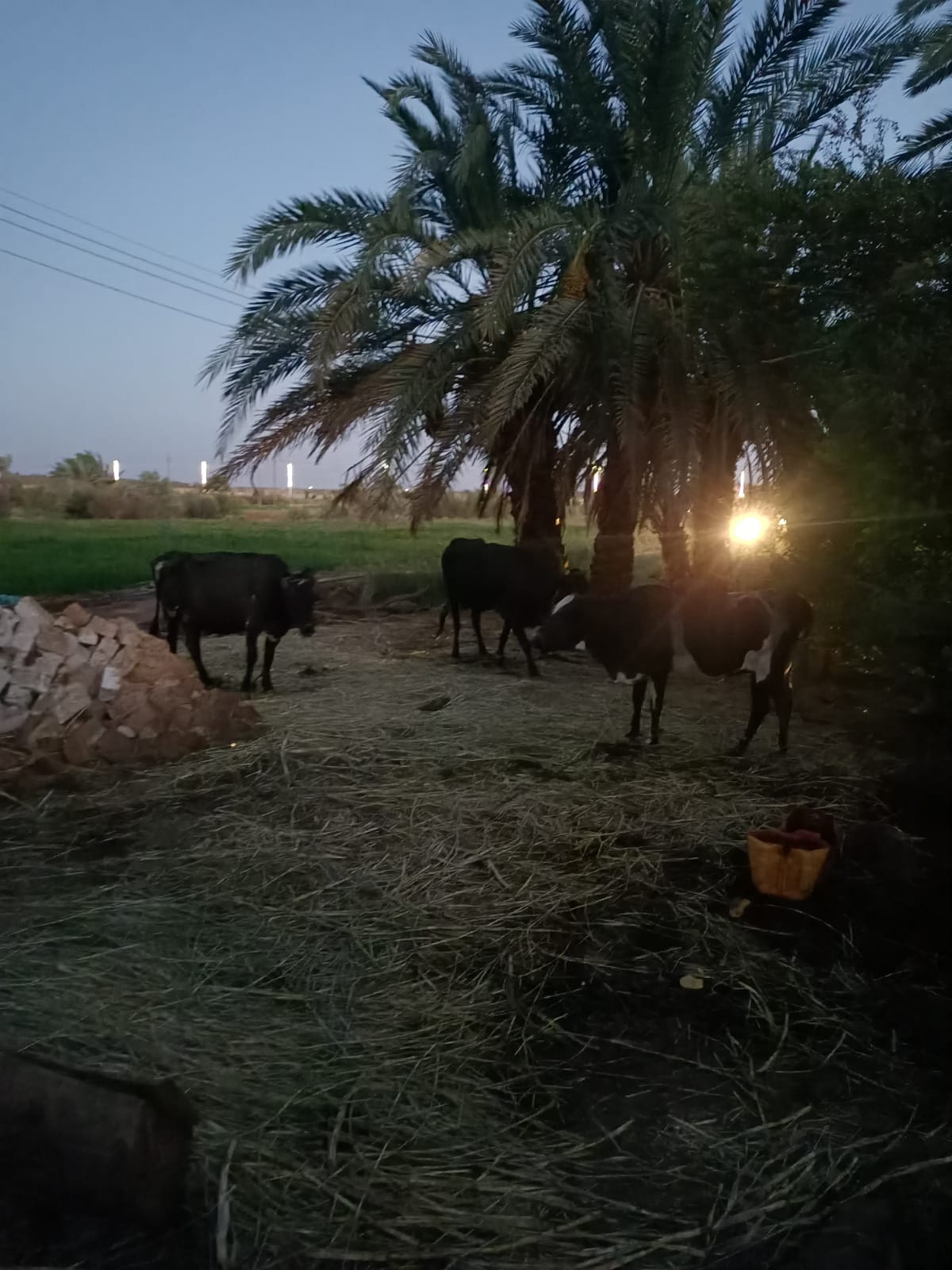 حريق في حظيرة ماشية أمام مسجد القرض بالداخلة (1)
