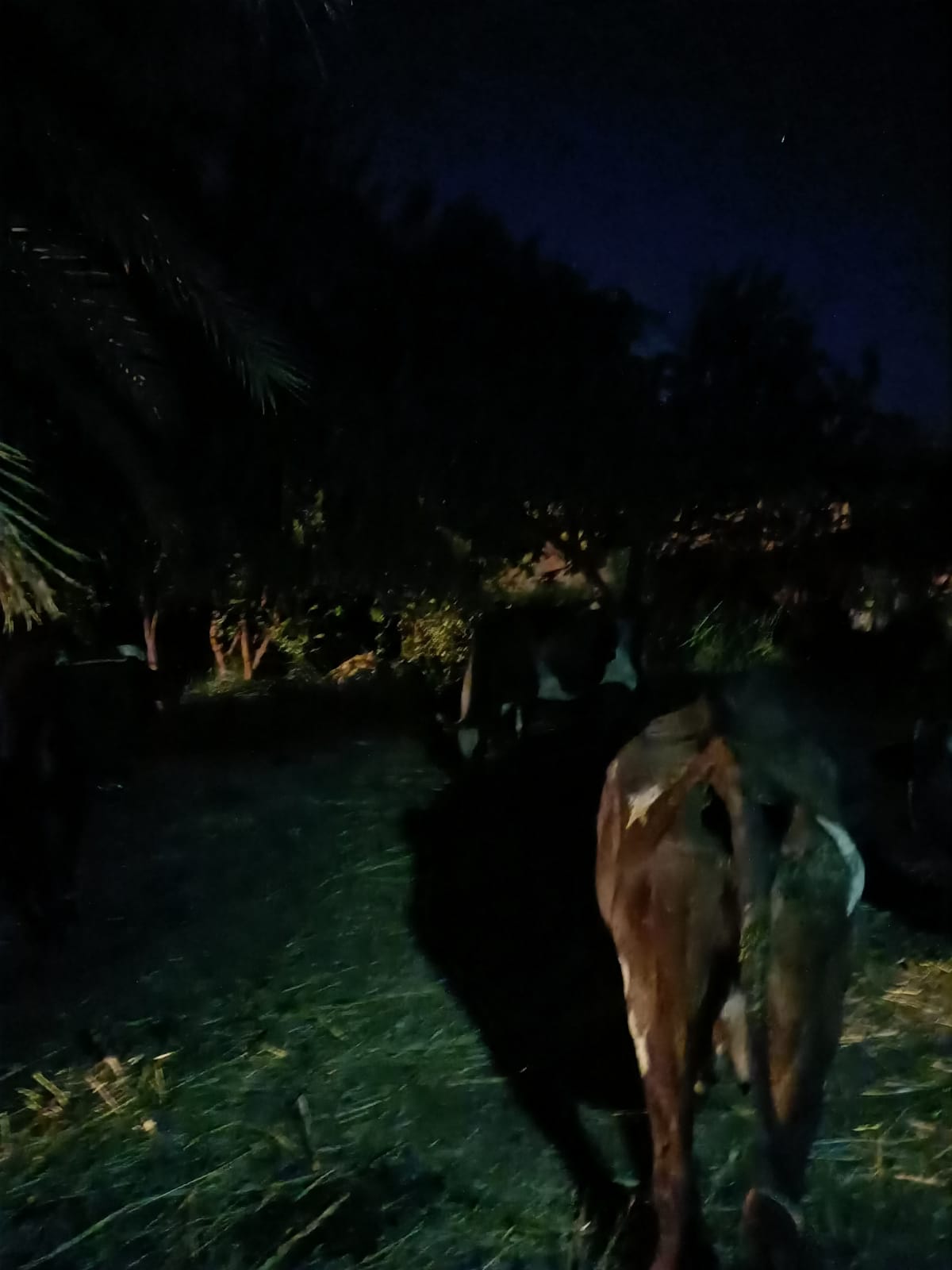 حريق في حظيرة ماشية أمام مسجد القرض بالداخلة (4)