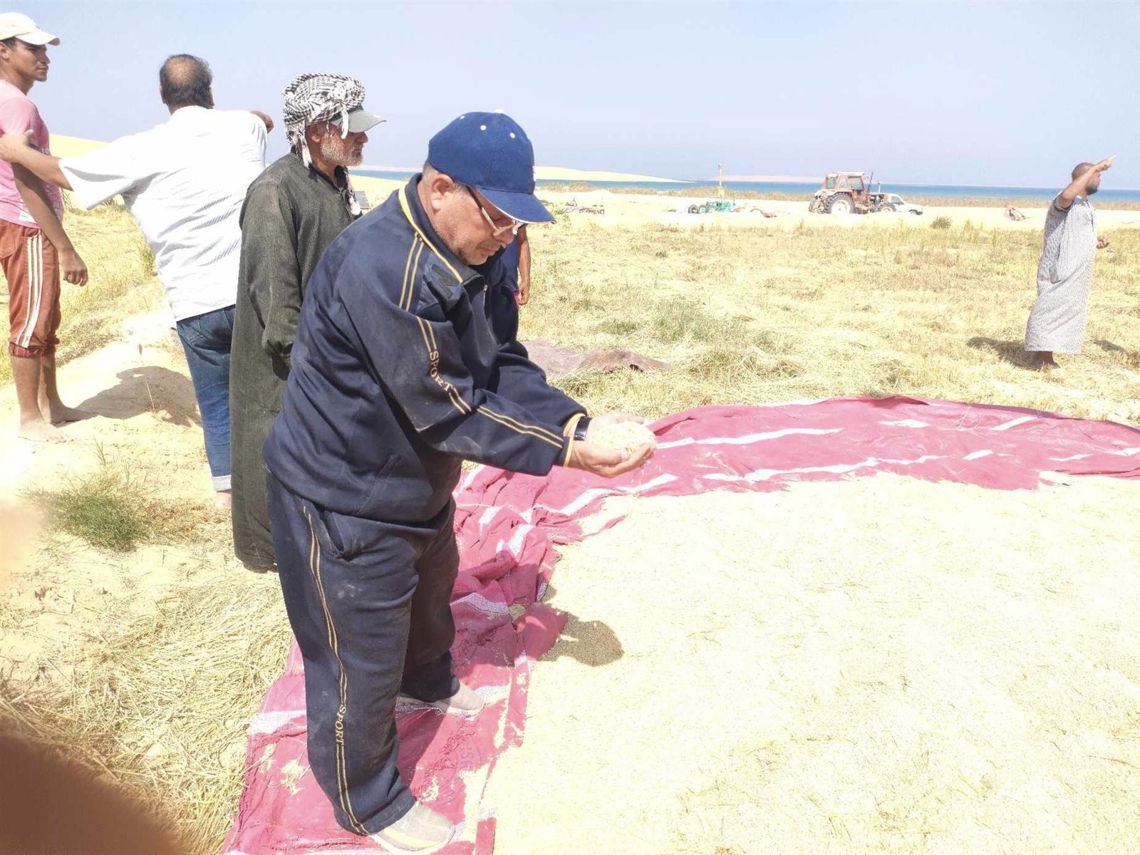 الوادي الجديد تحصد أرز البحيرات