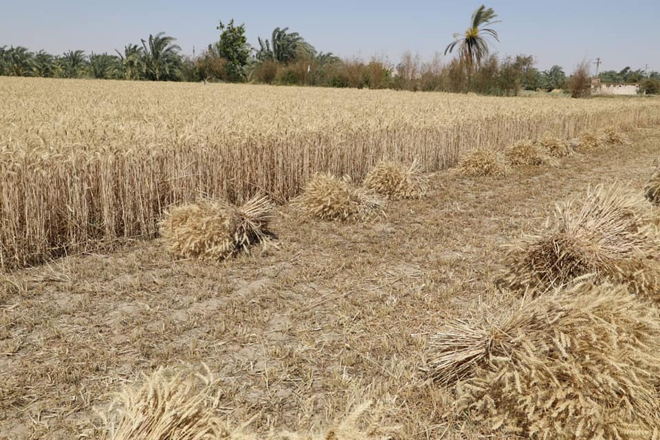 زراعات القمح بالخارجة في الوادي